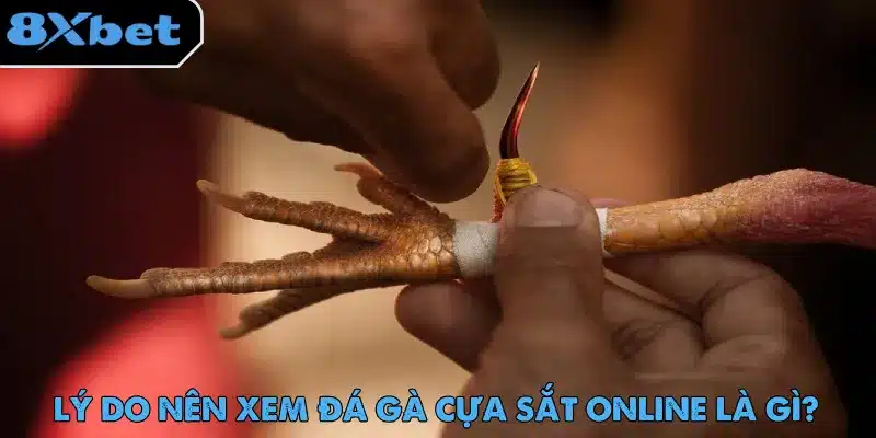 Đá Gà Cựa Sắt – Màn Giải Trí Gay Cấn Không Thể Bỏ Lỡ 3 8xbet bảo trải nghiệm xem đá gà cựa sắt và đặt cược không gián đoạn