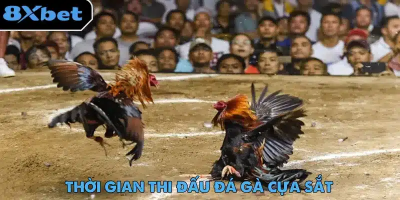 Đá Gà Cựa Sắt – Màn Giải Trí Gay Cấn Không Thể Bỏ Lỡ 4 Không có quy định về số hiệp hay thời lượng cho mỗi trận đấu đá gà cựa sắt